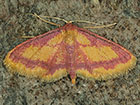  70.002 Purple-bordered Gold Copyright Martin Evans 