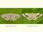  70.011 Single-dotted Wave and Treble Brown Spot Copyright Martin Evans 
