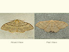  70.016 Riband Wave and Plain Wave Copyright Martin Evans 