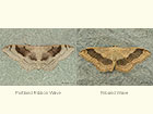  70.017 Portland Ribbon Wave and Riband Wave Copyright Martin Evans 