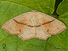  70.036 Maidens Blush female Copyright Martin Evans 