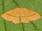  70.037 Clay Triple-lines spring brood Copyright Martin Evans 