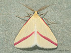  Vestal male pink stripe form Copyright Martin Evans 