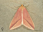  Vestal female pink form Copyright Martin Evans 