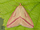  Vestal female pink-striped form Copyright Martin Evans 