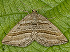  70.039 Oblique_Striped female Copyright Martin Evans 