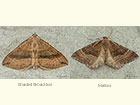  70.045 Shaded Broad-bar and Mallow Copyright Martin Evans 