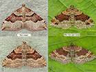  70.048 Red Carpet and Red Twin-spot Carpet Copyright Martin Evans 