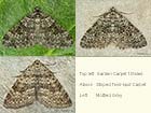  70.049 Garden Carpet f.thules, Striped Twin-spot Carpet and Mottled Grey Copyright Martin Evans 