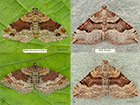  70.051 Red Twin-spot Carpet and Red Carpet Copyright Martin Evans 