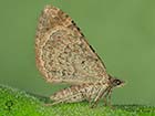  70.052 Dark-barred Twin-spot Carpet underside Copyright Martin Evans 