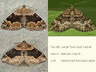  70.055 Large Twin-spot Carpet, Balsam Carpet and Dark-barred Twin-spot Carpet Copyright Martin Evans 