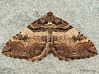  70.066 Shoulder Stripe Copyright Martin Evans 