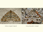  70.071 Yellow-ringed Carpet and Grey Mountain Carpet Copyright Martin Evans 