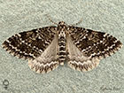  70.072 Grey Mountain Carpet dark form female Copyright Martin Evans 