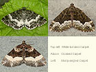  70.073 White-banded Carpet, Cloaked Carpet and Sharp-angled Carpet Copyright Martin Evans 