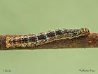  70.074 July Highflyer larva 15mm Copyright Martin Evans 