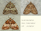  70.075 May Highflyer, Ruddy Highflyer and July Highflyer Copyright Martin Evans 