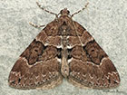  70.078 Chestnut-coloured Carpet Copyright Martin Evans 