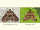  70.078 Chestnut-coloured Carpet and Grey Pine Carpet Copyright Martin Evans 