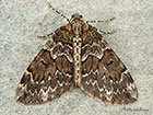  70.079 Spruce Carpet Copyright Martin Evans 