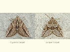  70.083 Cypress Carpet and Juniper Carpet Copyright Martin Evans 