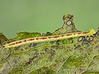  70.095 Red-green Carpet final instar larva Copyright Martin Evans 