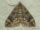  70.097 Common Marbled Carpet Copyright Martin Evans 