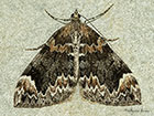  70.098 Dark Marbled Carpet Copyright Martin Evans 