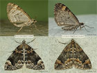  70.098 Dark Marbled Carpet & Common Marbled Carpet Copyright Martin Evans 