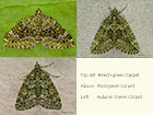  70.099 Beech-green Carpet, Red-green Carpet, Autumn Green Carpet Copyright Martin Evans 