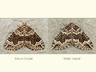  70.104 Devon Carpet and Water Carpet Copyright Martin Evans 