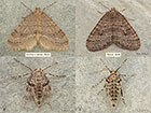  70.105 Northern Winter Moth and Winter Moth Copyright Martin Evans 
