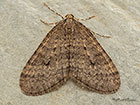  70.106 Winter Moth Copyright Martin Evans 