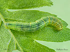  70.106 Winter Moth larva 14mm Copyright Martin Evans 
