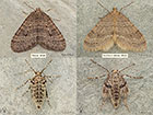  70.106 Winter Moth and Northern Winter Moth Copyright Martin Evans 