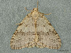  70.107 November Moth Copyright Martin Evans 