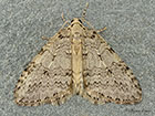  70.107 November Moth Copyright Martin Evans 