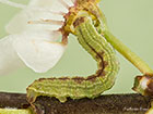  70.107 November Moth larva 10mm Copyright Martin Evans 