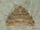  70.108 Pale November Moth Copyright Martin Evans 