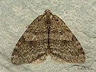  70.109 Autumnal Moth Copyright Martin Evans 