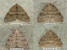  70.109 Autumnal Moth, November Moth, Pale November Moth Copyright Martin Evans 