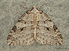  70.110 Small Autumnal Moth Copyright Martin Evans 