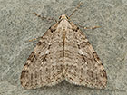  70.110 Small Autumnal Moth Copyright Martin Evans 