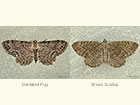  70.129 Dentated Pug and Brown Scallop Copyright Martin Evans 