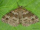  70.131 Twin-spot Carpet Copyright Martin Evans 