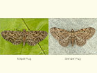  70.148 Maple Pug and Slender Pug Copyright Martin Evans 