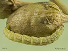  70.150 Toadflax Pug larva 9mm Copyright Martin Evans 