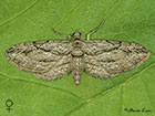  70.159 Cypress Pug female Copyright Martin Evans 