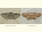  70.175 Triple-spotted Pug and Common Pug Copyright Martin Evans 